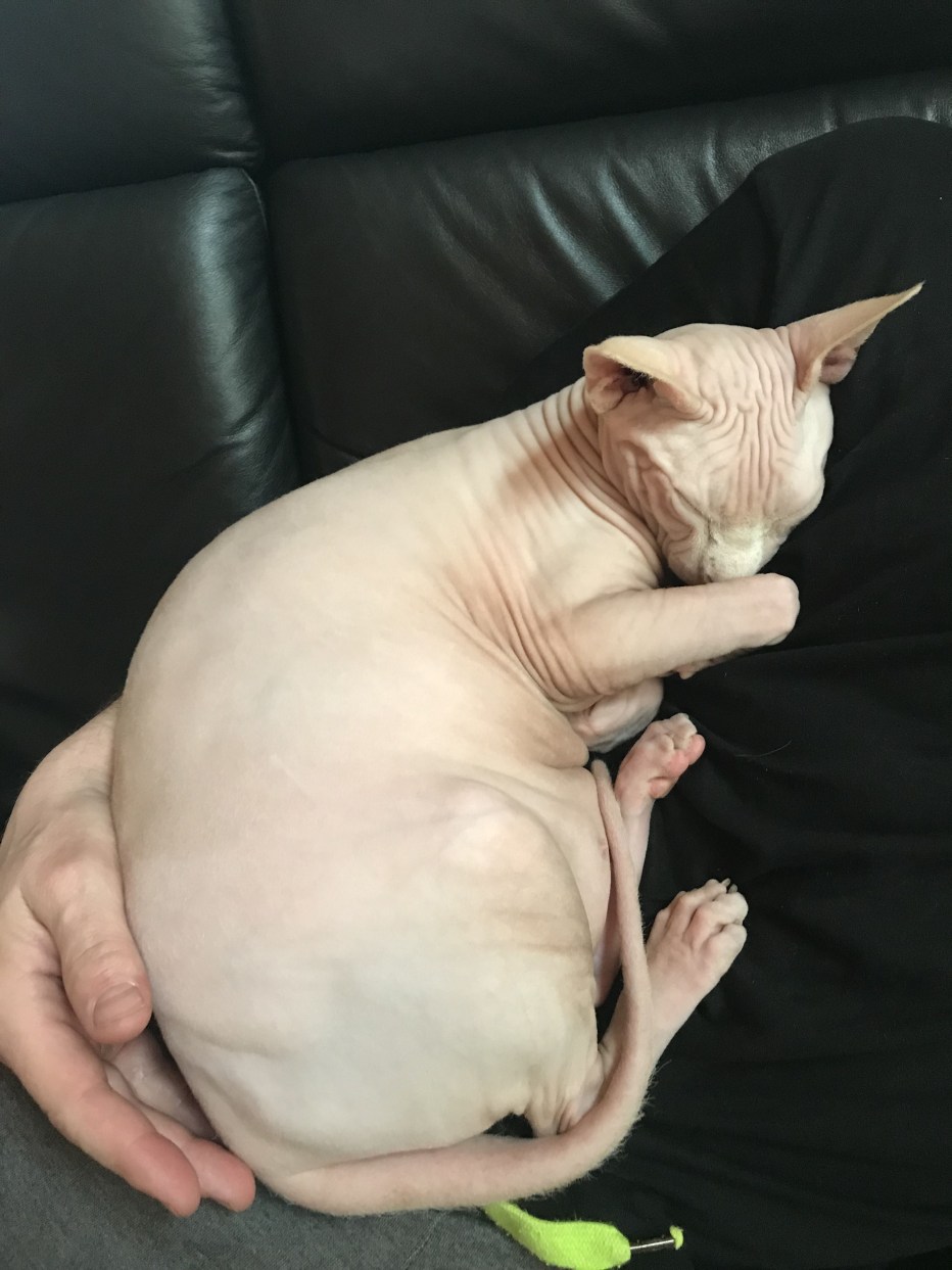 Беремменная кошка сфинкс