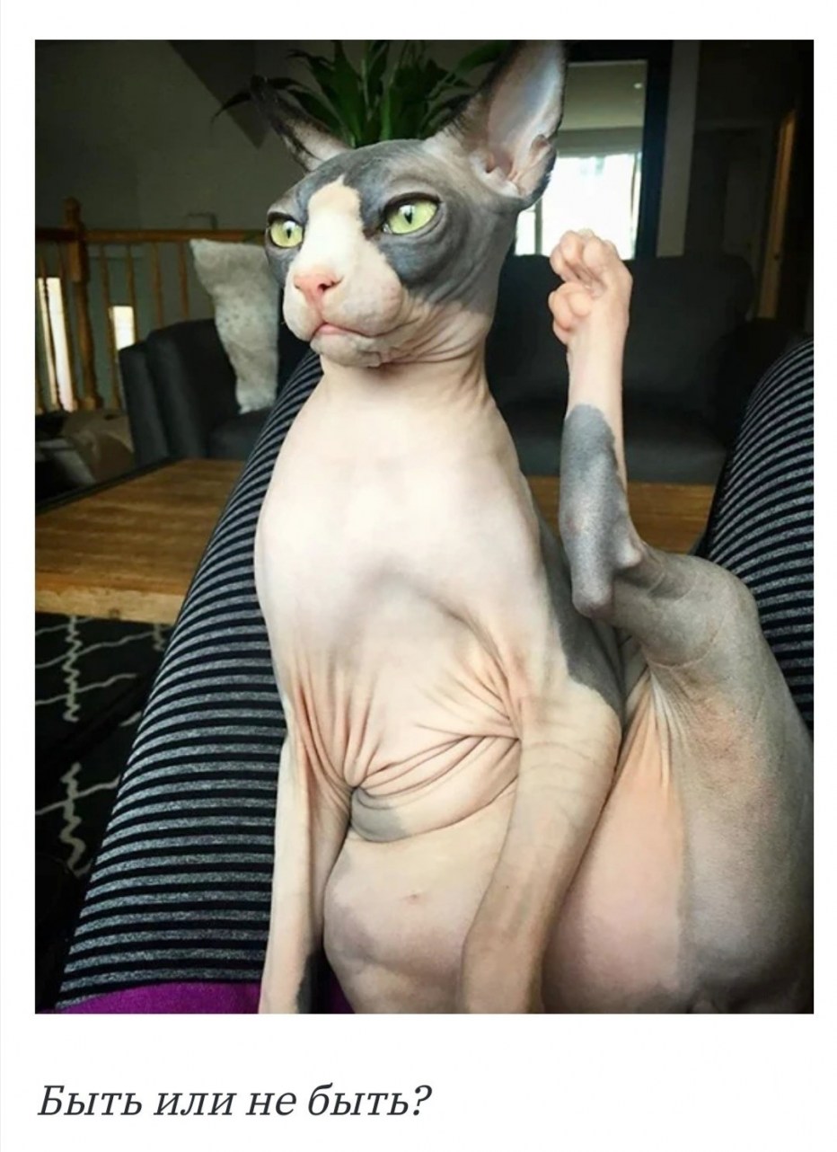 Голая Египетский кот