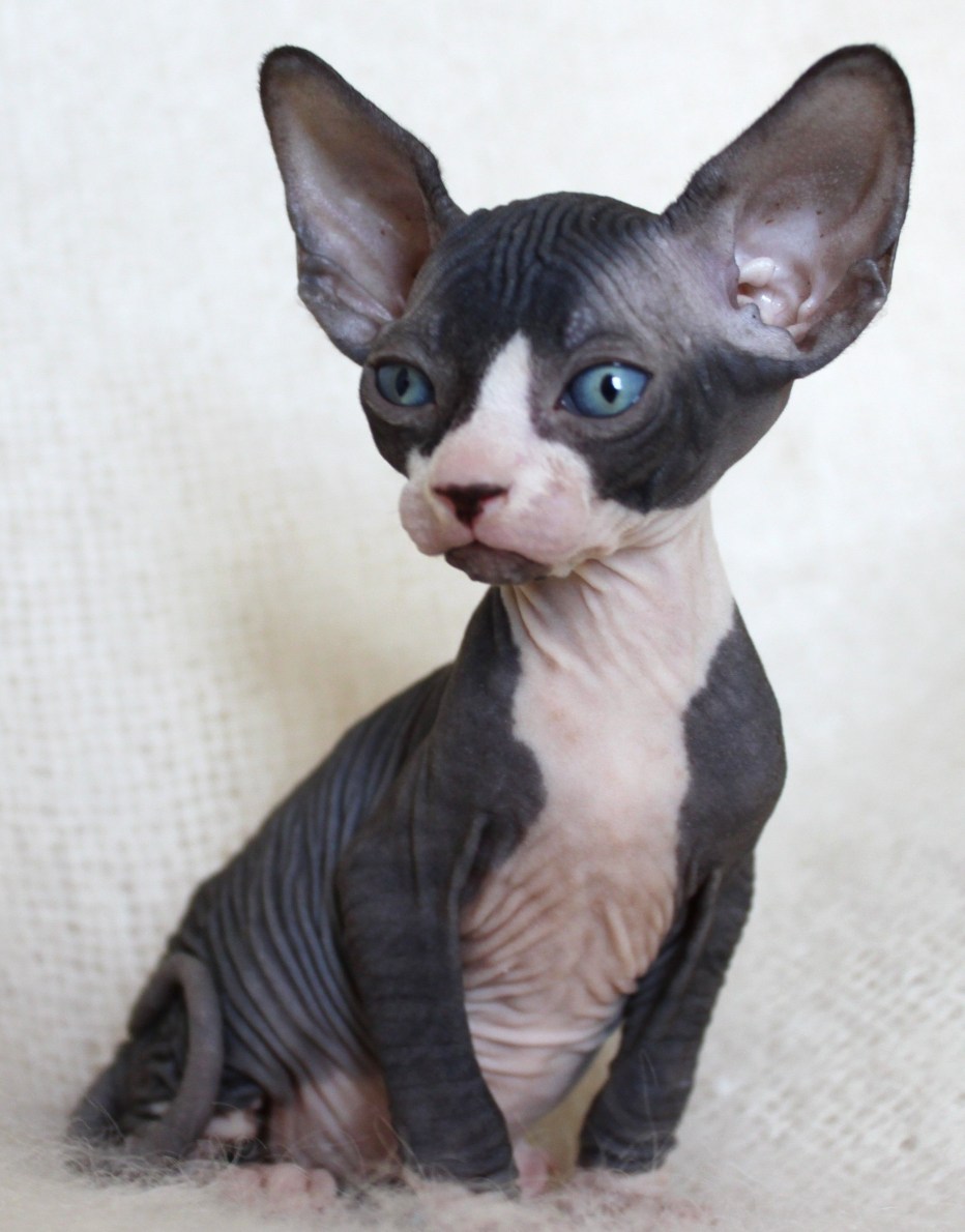 Чёрный сфинкс кошка