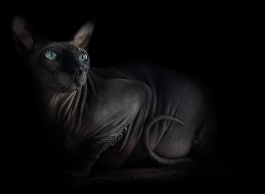 Сфинкс кошка