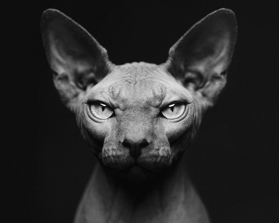 Кошка сфинкс анфас