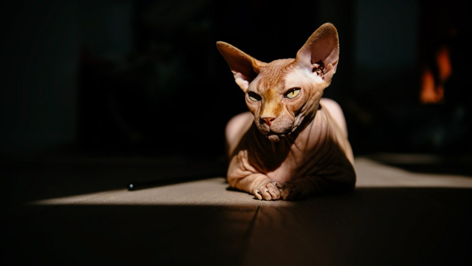 Сфинкс кот