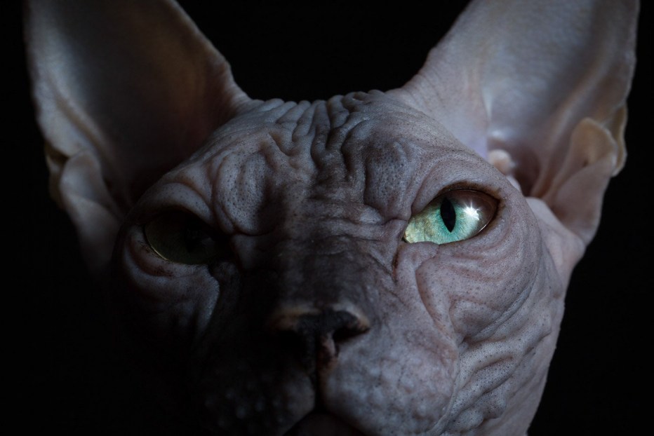 Чёрный сфинкс кошка