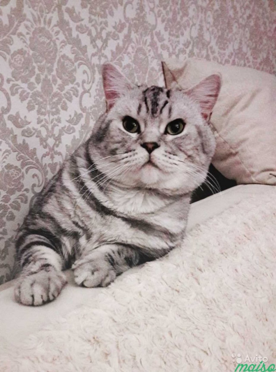 Шотландский скоттиш страйт рыжий
