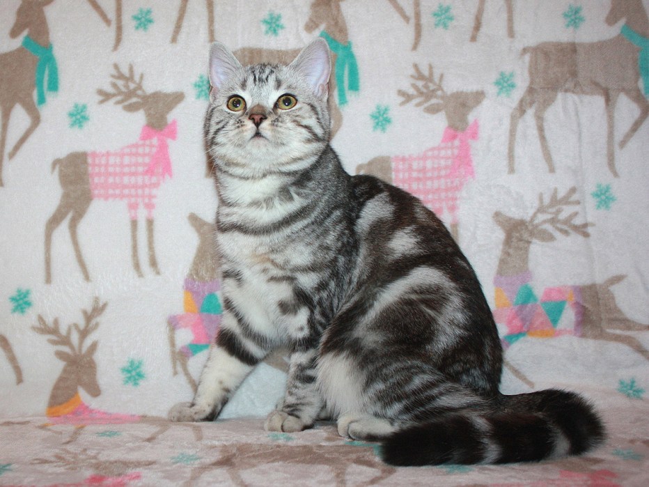 Кошка Шотландская и деньги