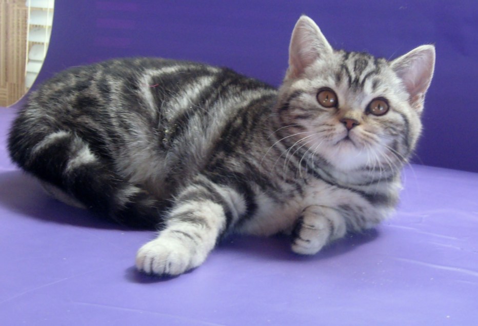 Шотландская прямоухая кошка мрамор