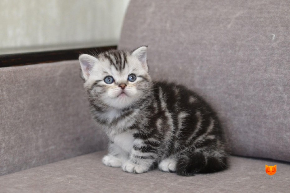 Скоттиш страйт мраморный