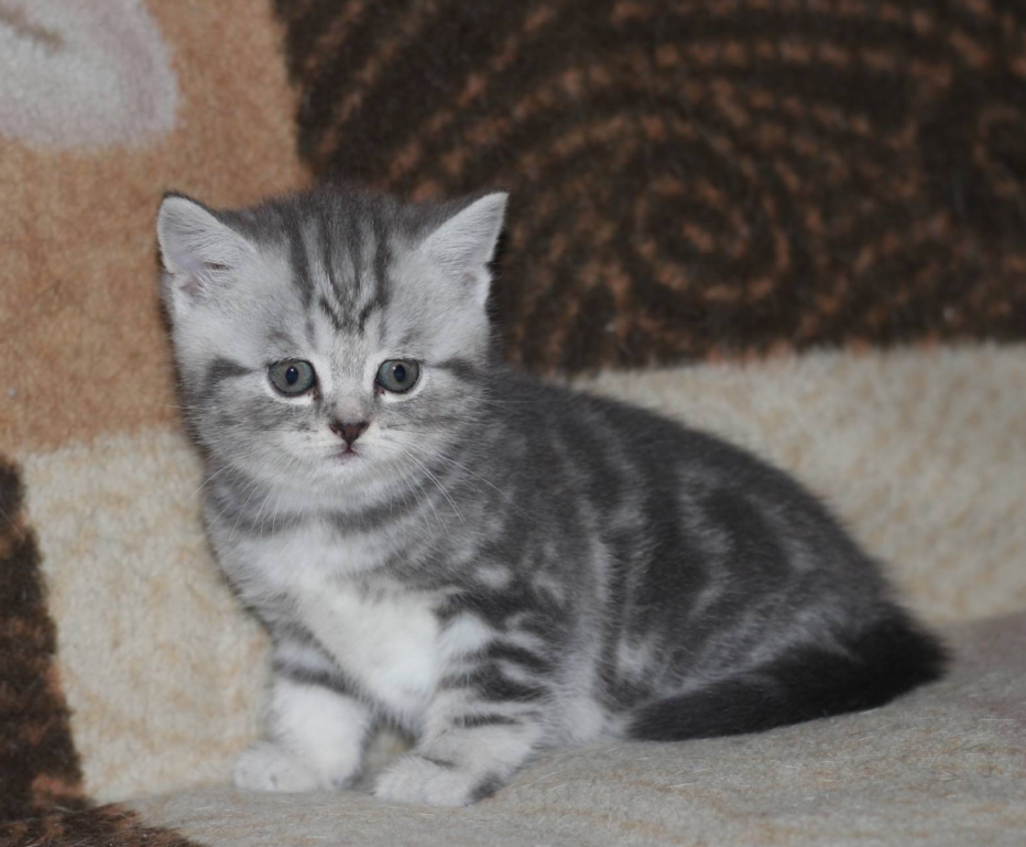 Шотландская кошка прямоухая мраморная