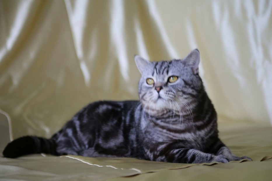 Шотландский скоттиш страйт мраморный