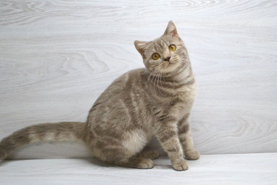 Шотландские котята страйт мрамор