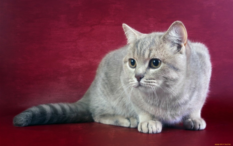 Шотландский скоттиш страйт мраморный