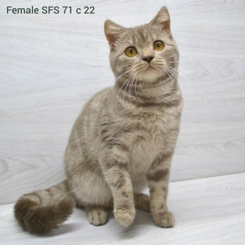 Скоттиш мраморный