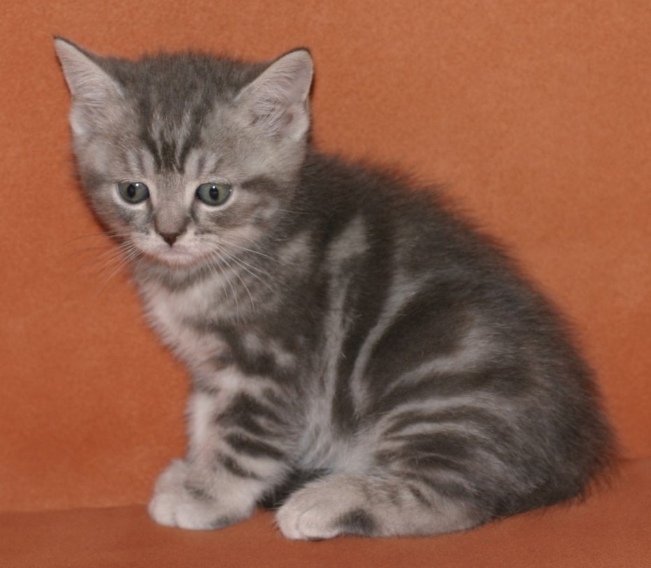 Шотландские котята прямоухие