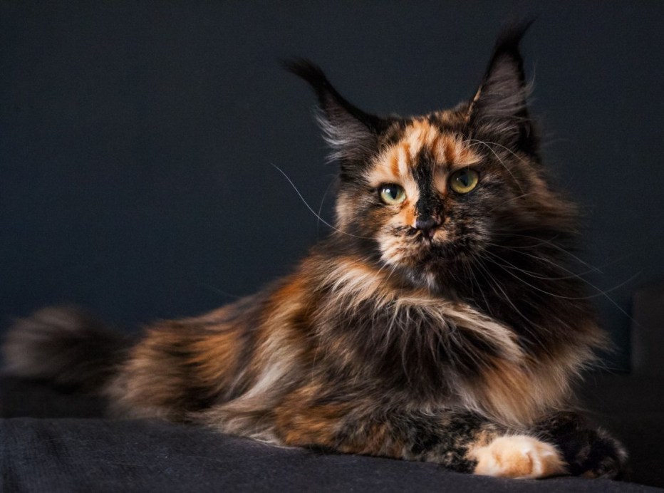 Котята Мейн кун
