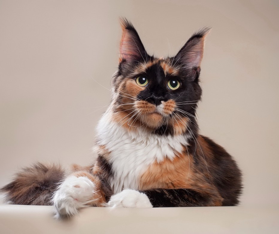 Кошка Мейн кун
