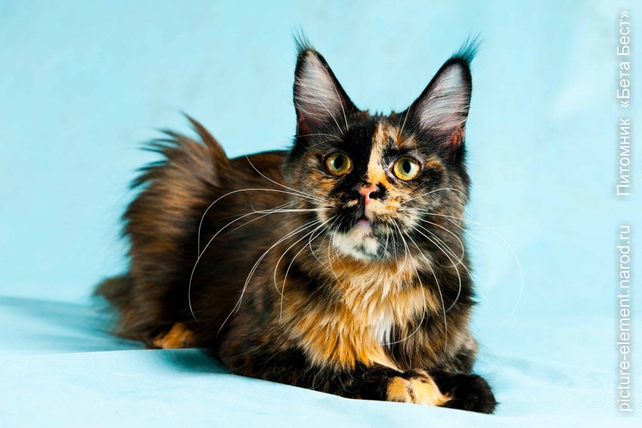 Apollo Cat Bee Suite