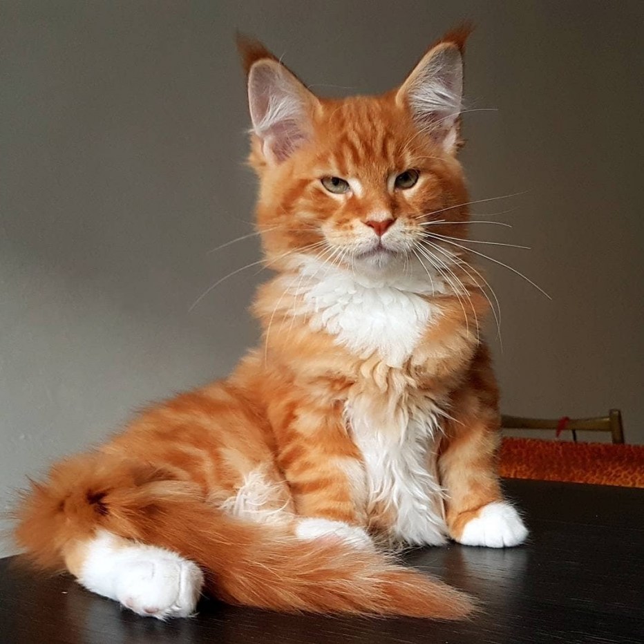 Трёхцветная кошка Мейн кун
