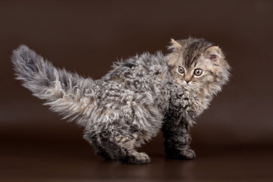 Коты Селкирк рекс