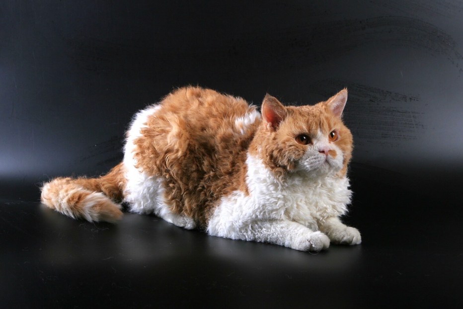 Кошка Селкирк рекс