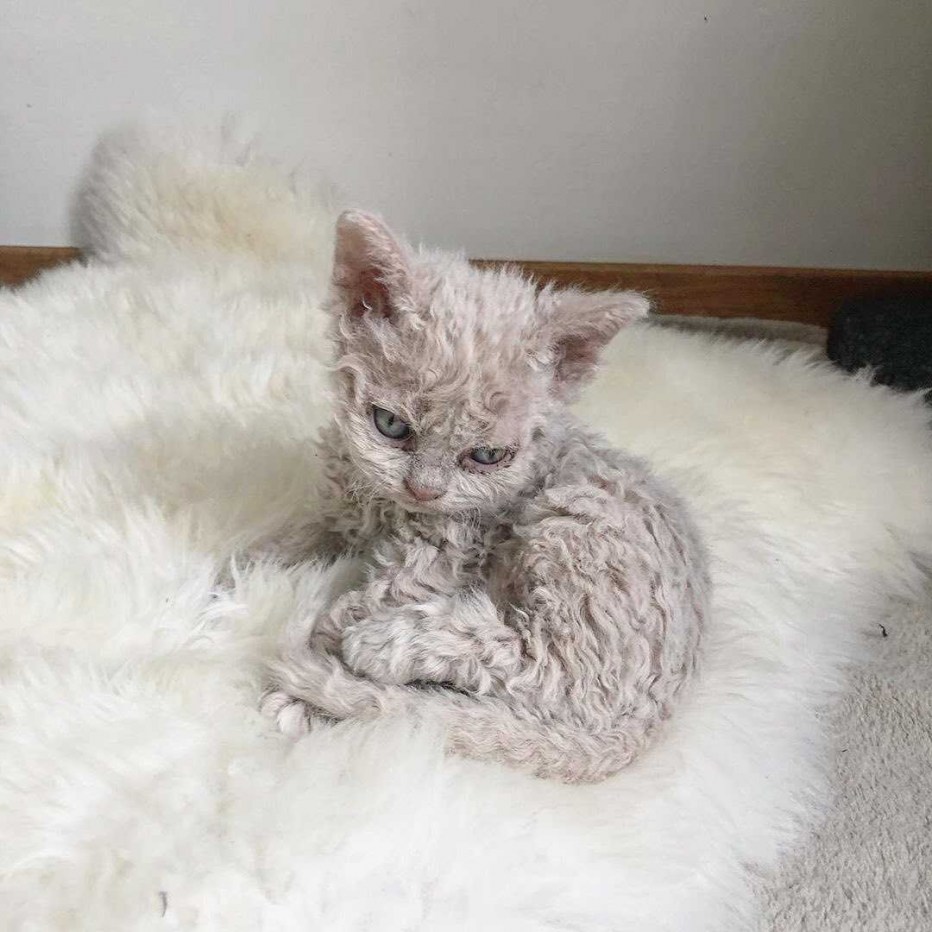 Кот Селкирк рекс