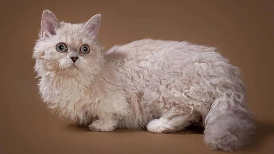 Кот Селкирк рекс