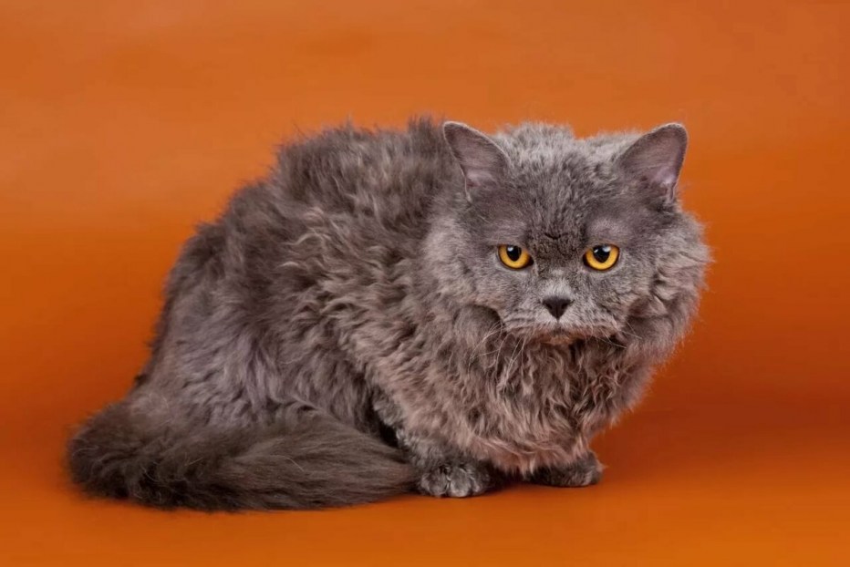 Кот Селкирк рекс