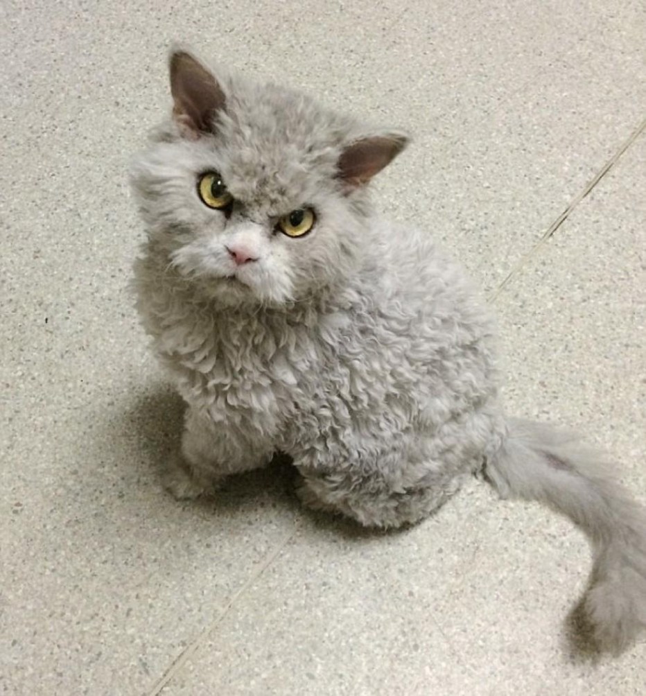 Кошка Селкирк рекс короткошерстный