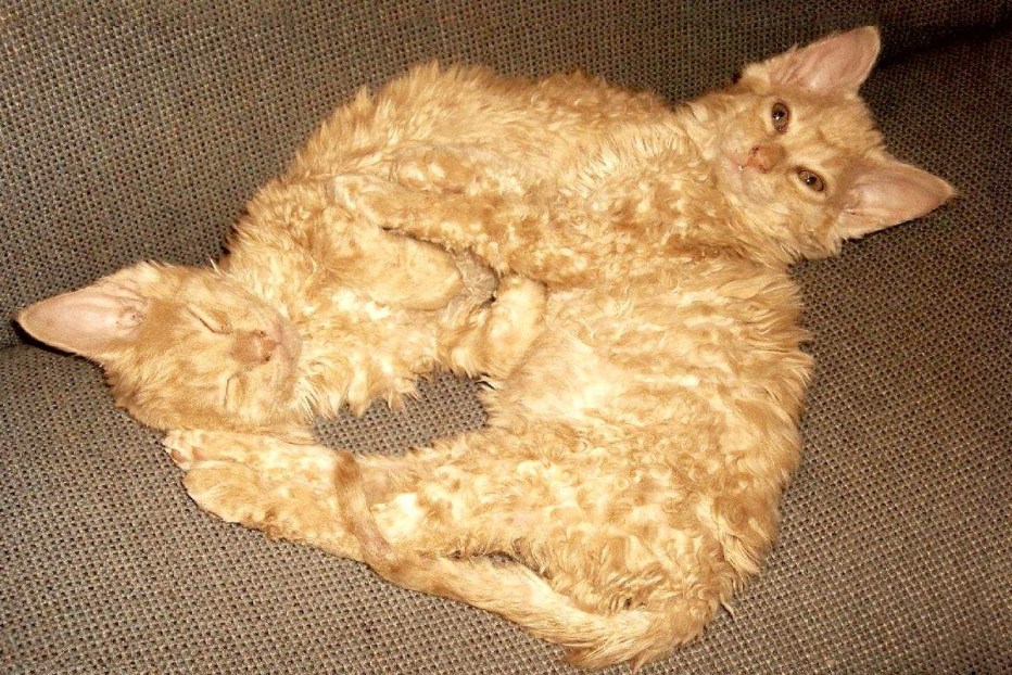 Кот Селкирк рекс