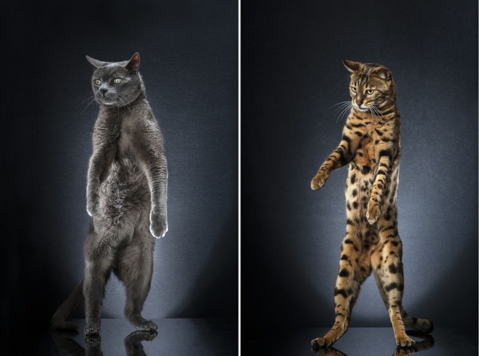 Кот держит в лапах