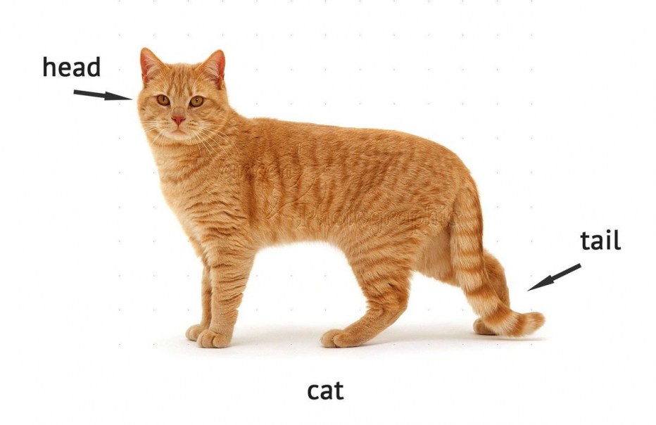 Породы кошек референс фото
