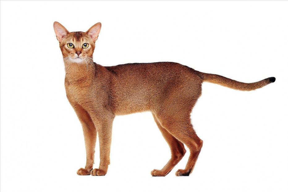 Абиссинская кошка