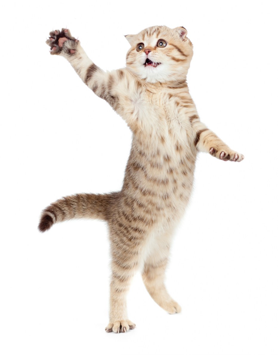 Танцующий кот