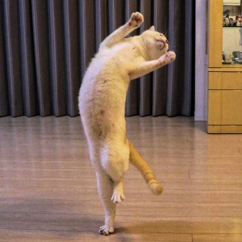 Кошка сбоку