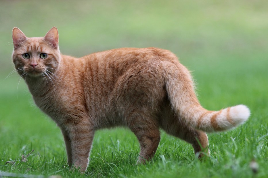 Кот целиком