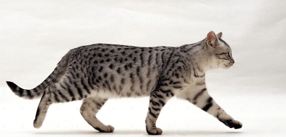 Сибирская кошка короткошерстная Египетская
