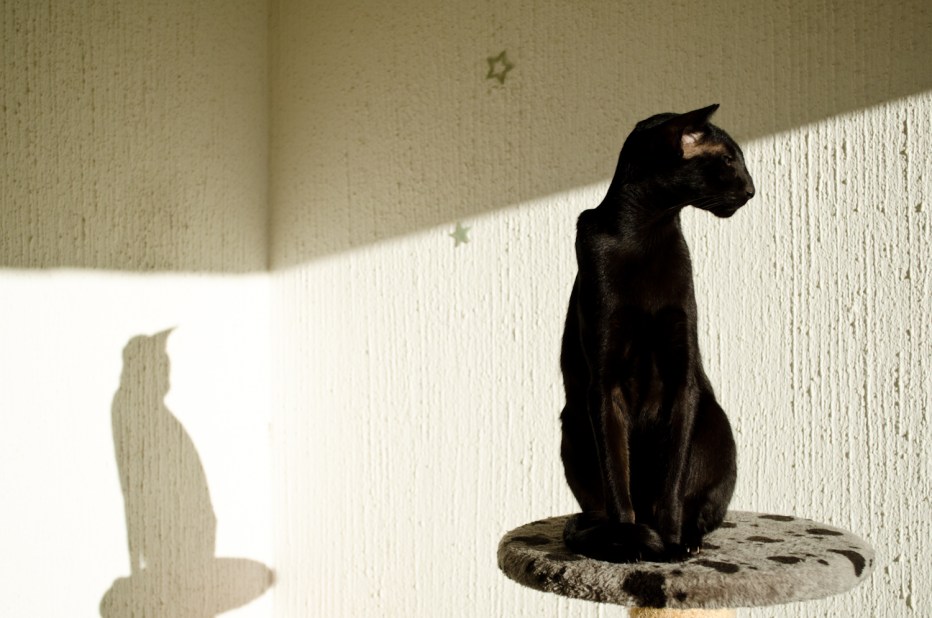 Котик сидит на задних лапах
