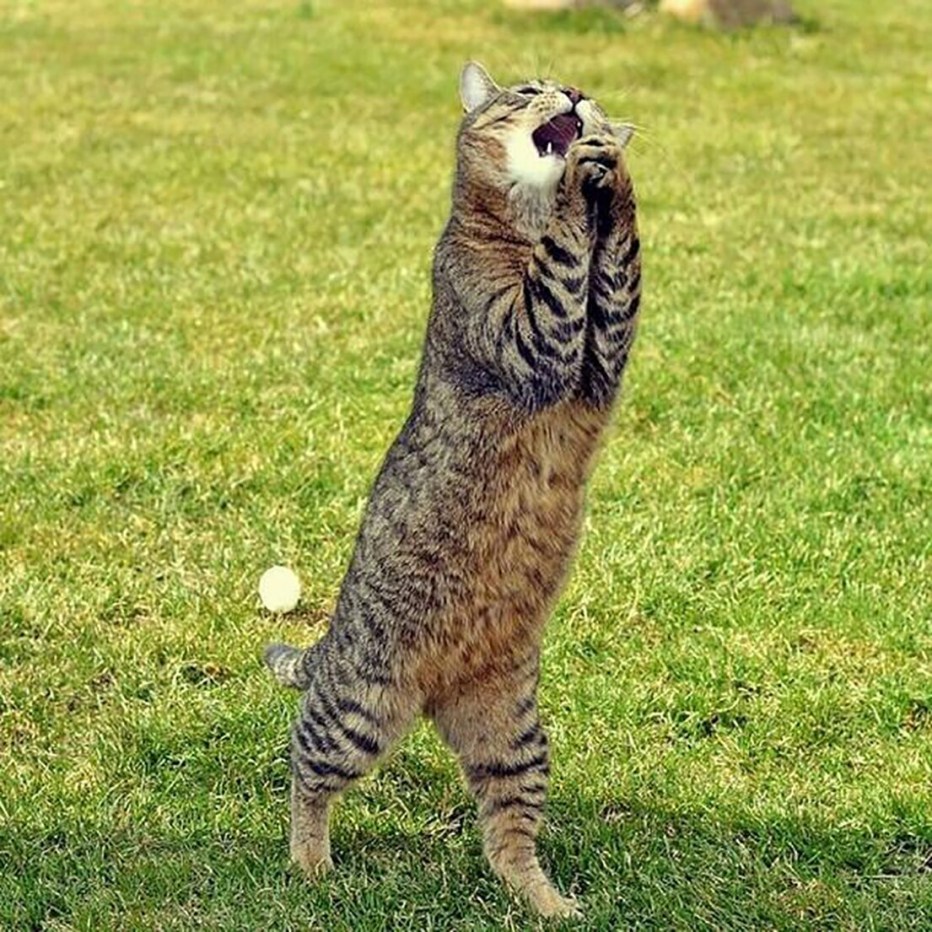 Котик на белом фоне