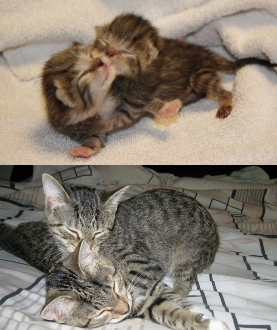 Котенок вырос в кота