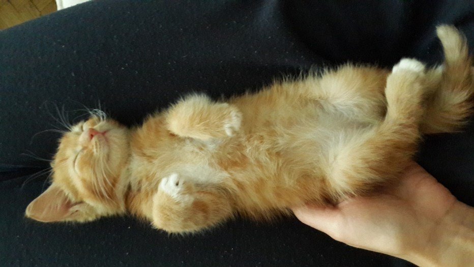 Котёнок не растёт что делать