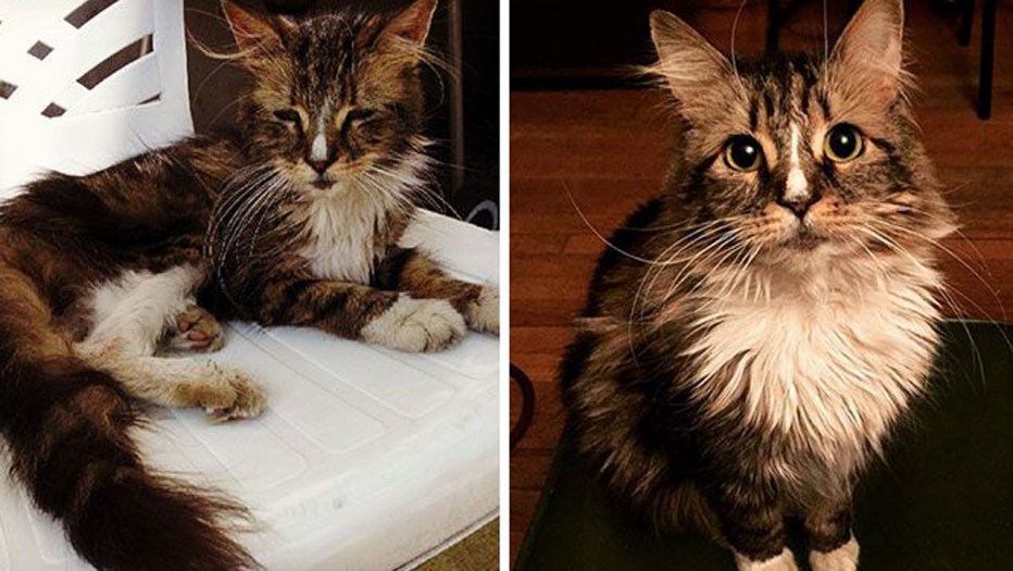 Коты с улицы до и после