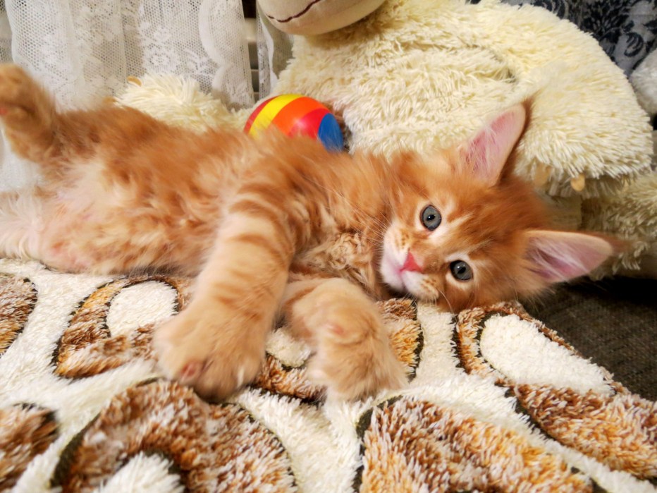 Рыжие котята когда вырастут
