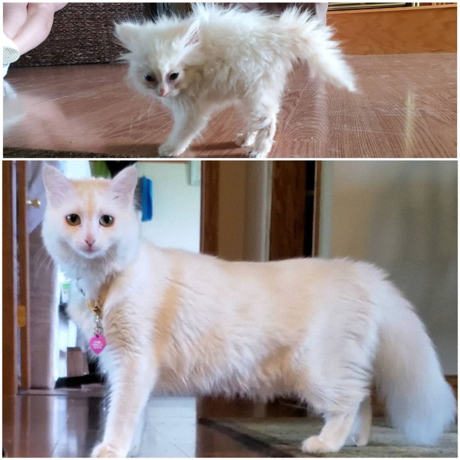 Нерастущие кошки
