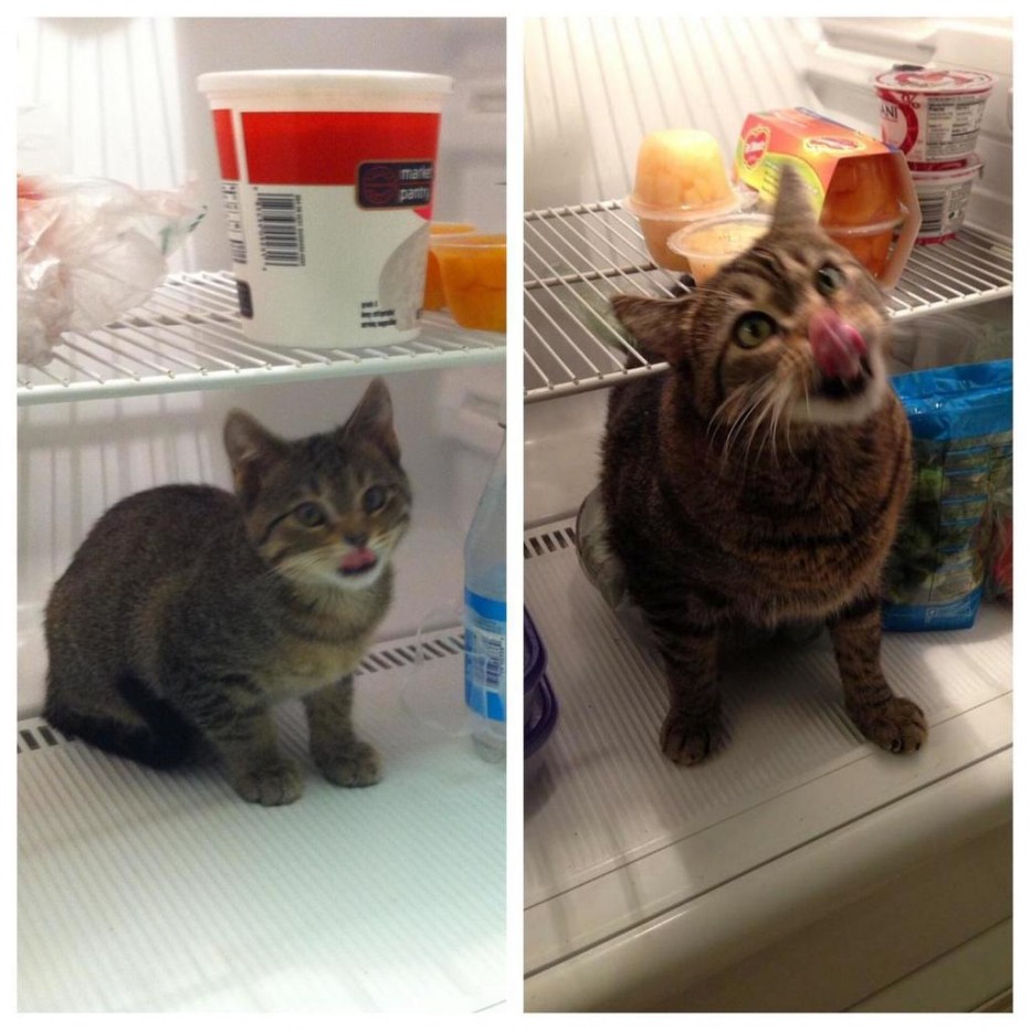 Кот вырос