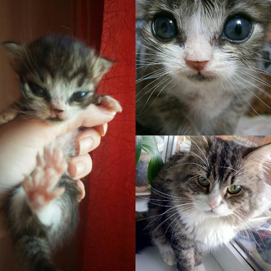 Подрастают котятки