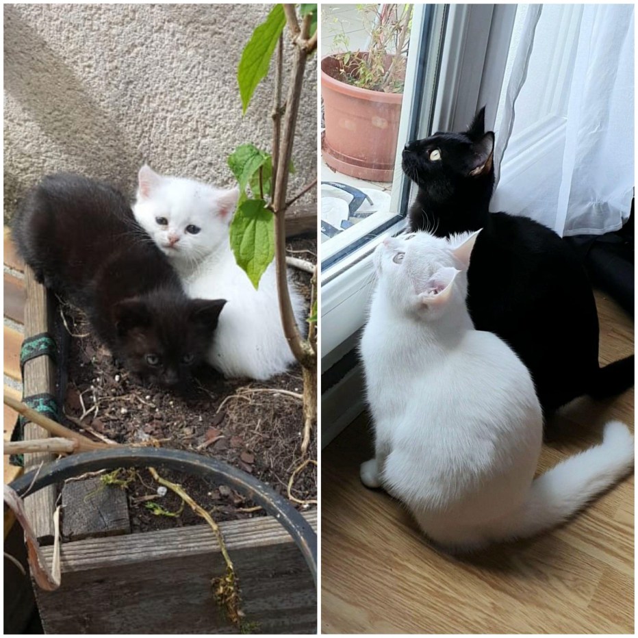 Котята из приюта до и после