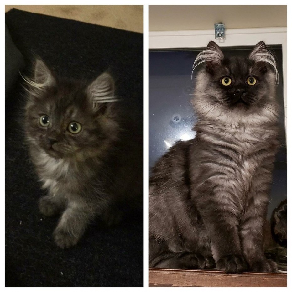 Котята до и после