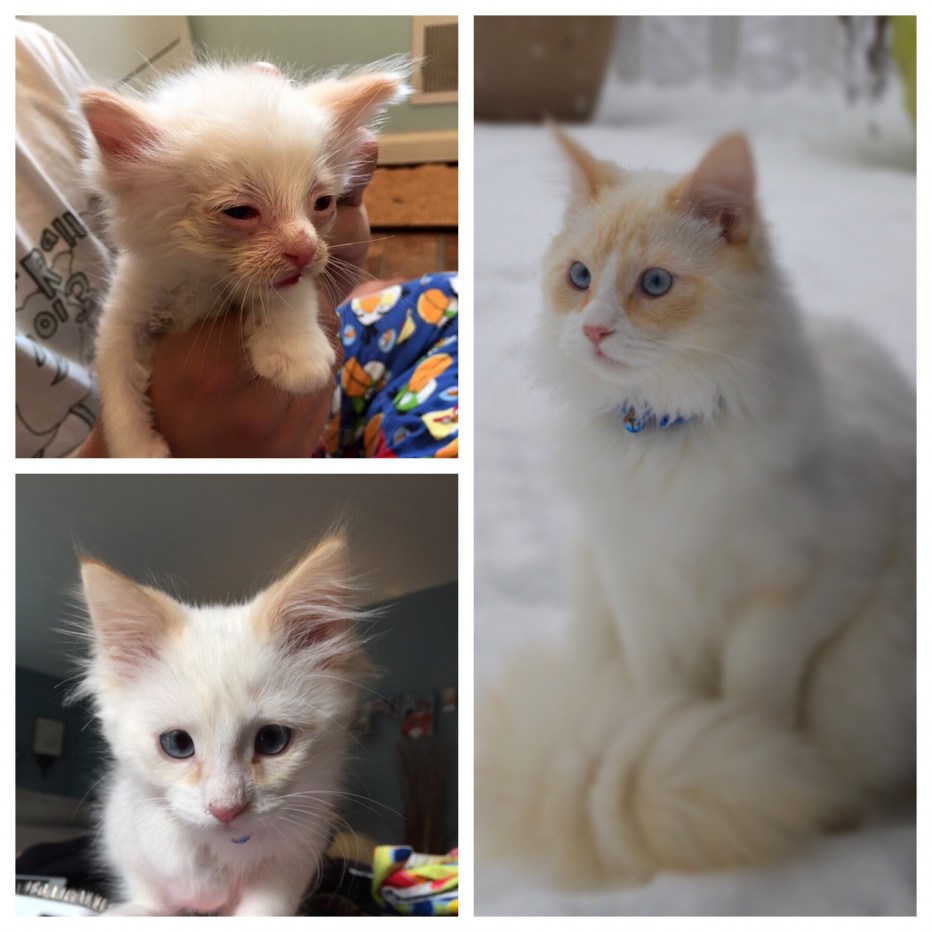 Котята до и после