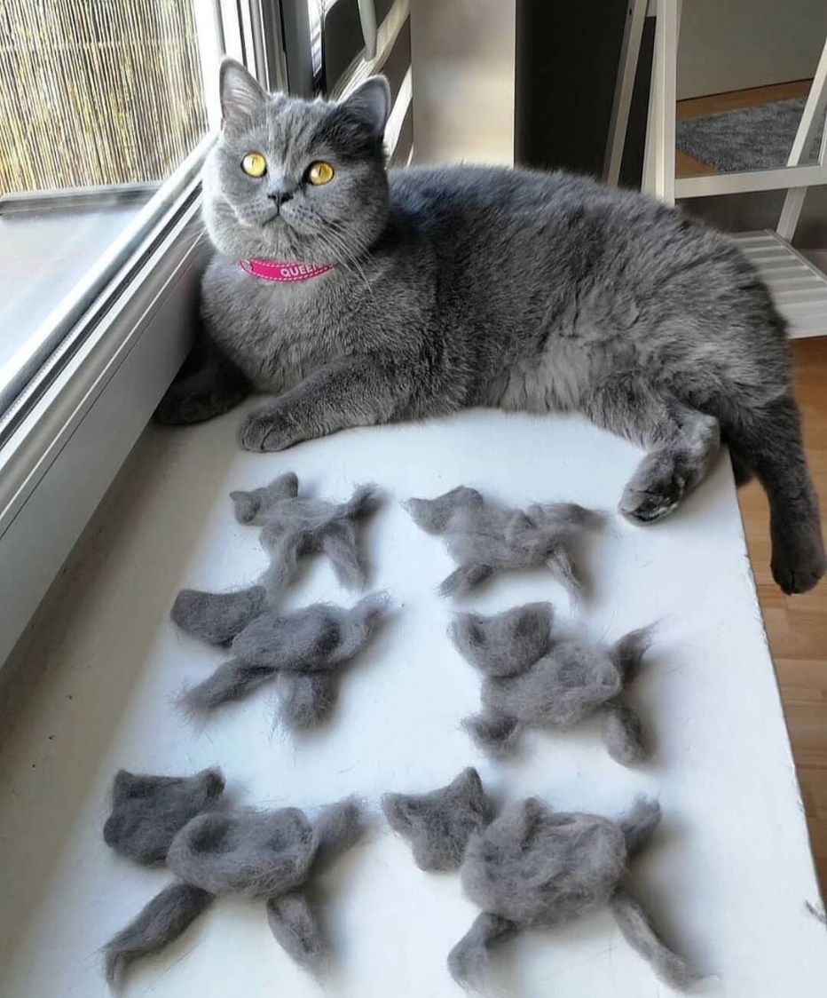 Расти котики