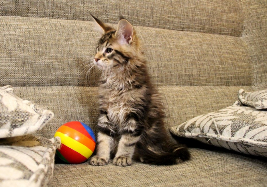 Котенок растет
