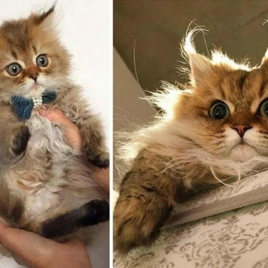 Расти котики